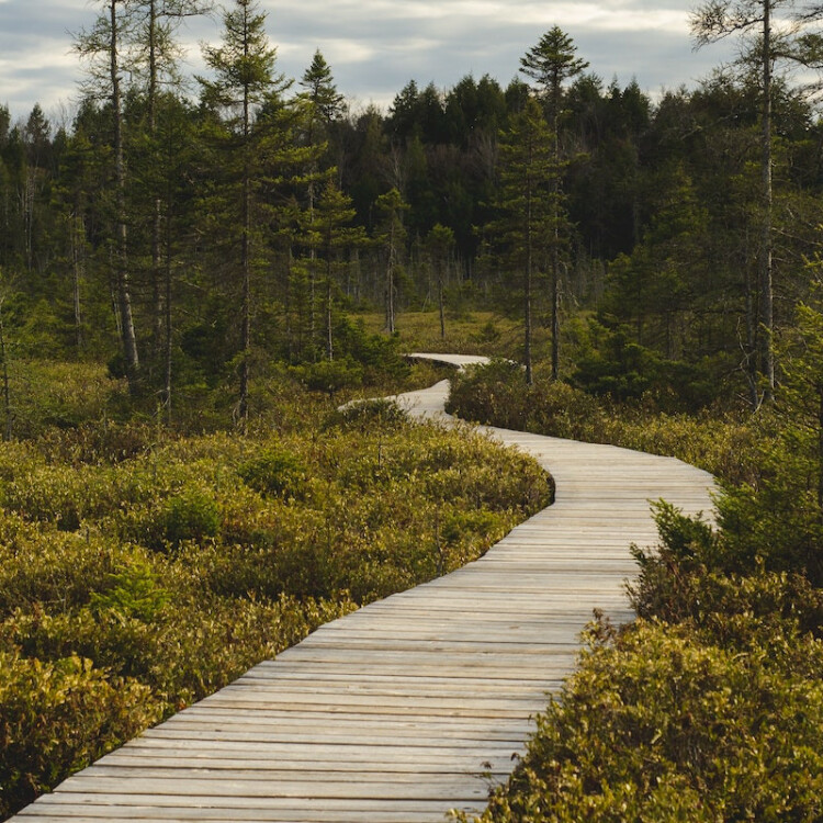 A wooden bridge leads through a forest