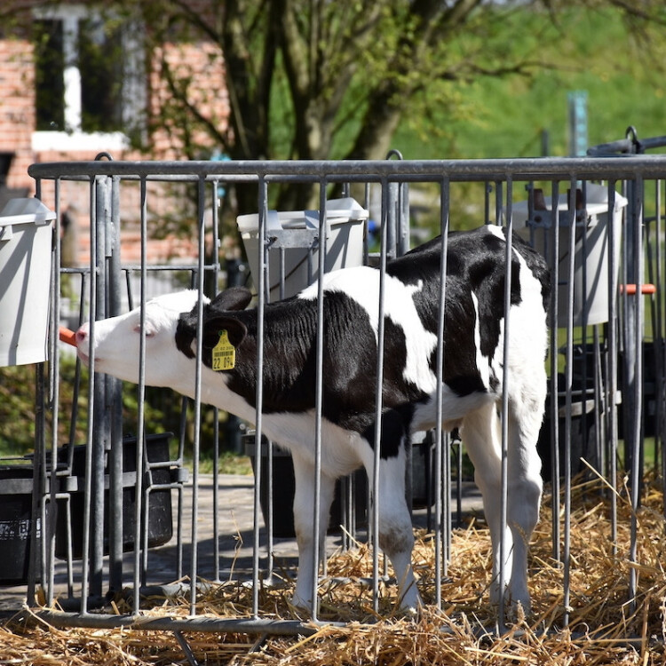 A calf behind a grid